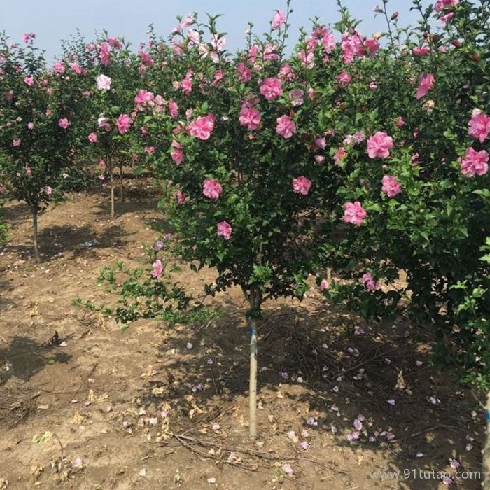 木槿 精品花灌木 可做花籬式綠籬 孤植 叢植 木槿批發(fā) 木槿基地 木槿種植基地