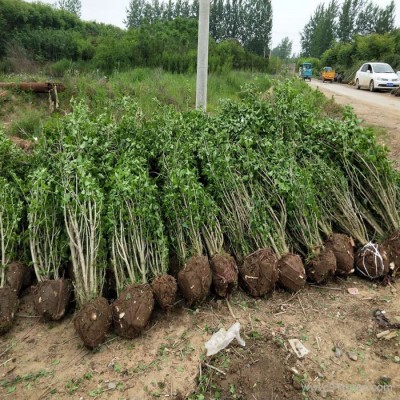 木槿 木槿基地 木槿種植基地 木槿批發 木槿小苗