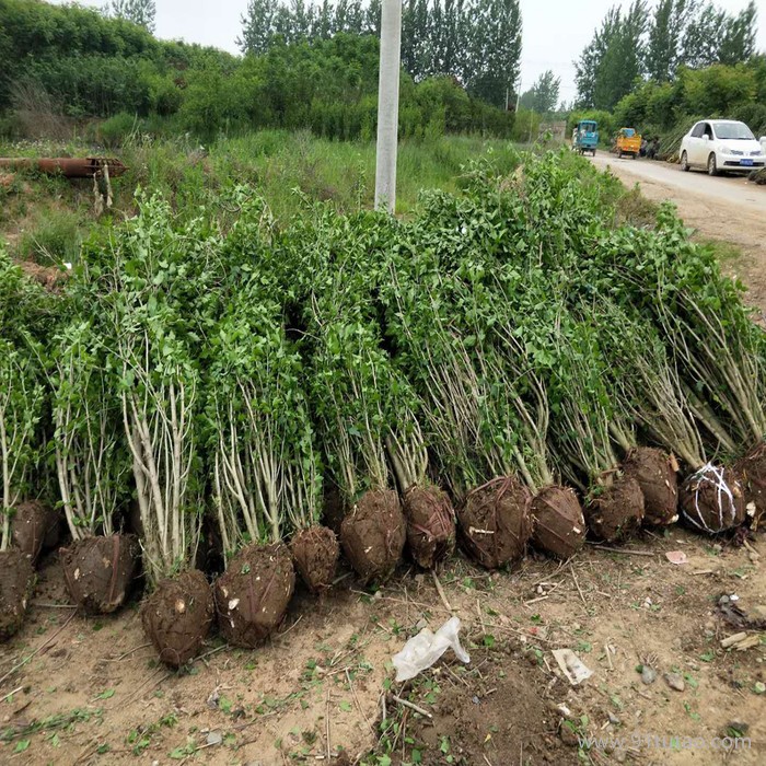 江蘇木槿 木槿基地 木槿種植基地 木槿批發 木槿小苗