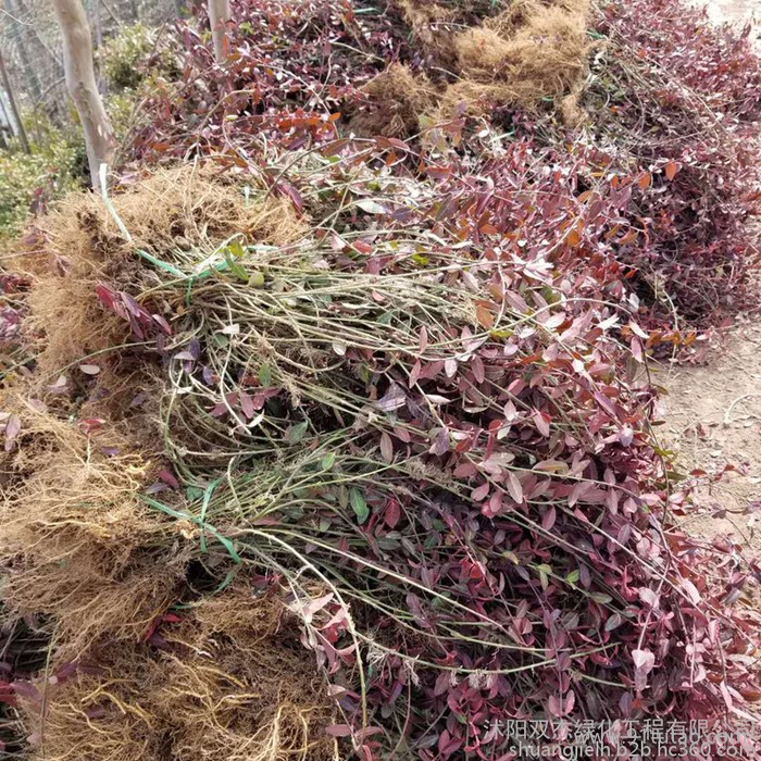 供應優質扶芳藤苗 江蘇扶芳藤基地 扶芳藤價格 扶芳藤球 扶芳藤批發40公分高工程苗