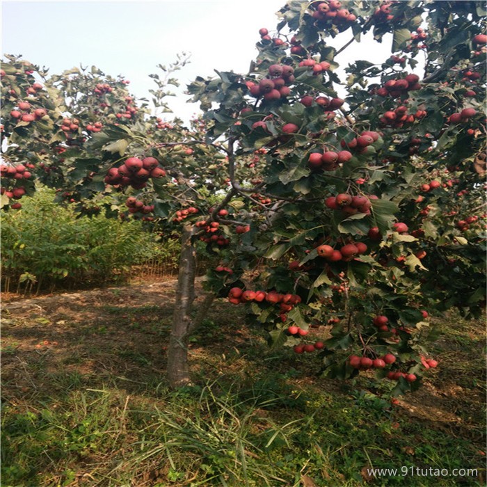 潤澤農業供應新品種山楂苗 品紅純正山楂樹苗 抗病性強易管理大五棱山楂苗