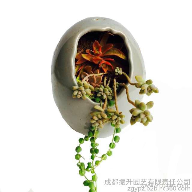 白牡丹 虹之玉 珍珠吊蘭 多肉植物批發(fā) 基地直銷 小盆栽批發(fā) 無土栽培 創(chuàng)業(yè)項(xiàng)目 陶瓷盆 藝術(shù)花瓶批發(fā) 誠(chéng)招加盟代理商