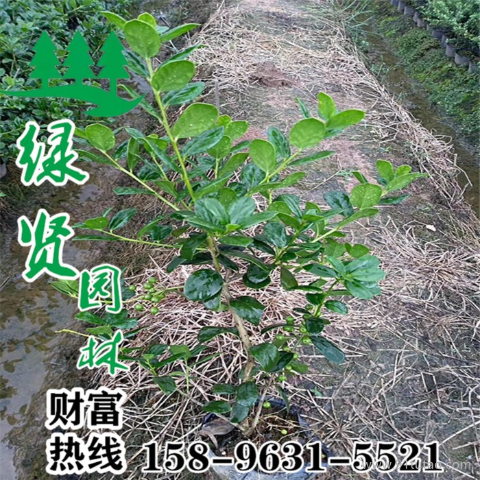 枸骨球基地熱銷多種規格枸骨苗木  枸骨球 枸骨小苗 優質低價  現場看貨貨源充足