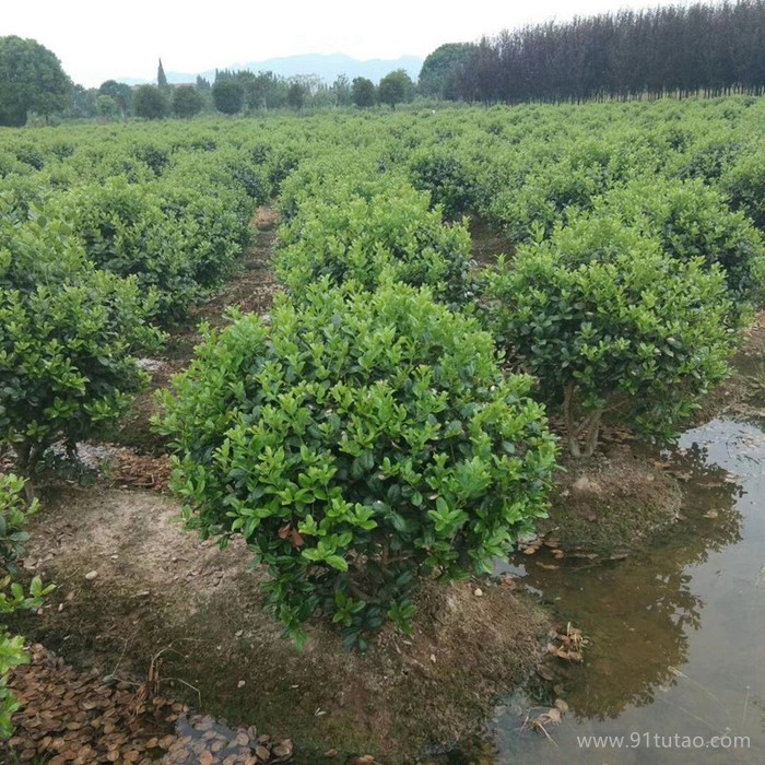 香葉園林 無刺枸骨球有刺構骨球綠化苗木庭院種植觀賞色塊綠籬行道點綴量大從優構骨球