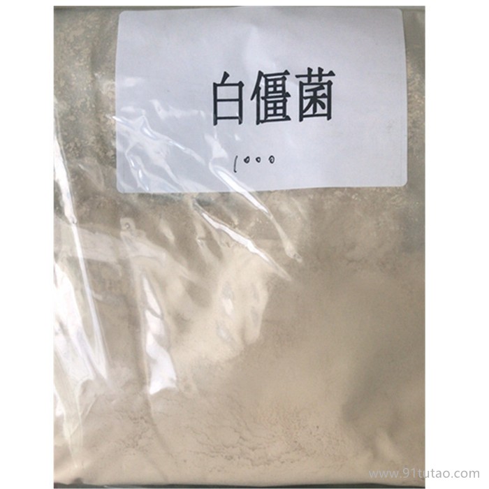 白僵菌 微生物菌種 100億含量 白僵菌