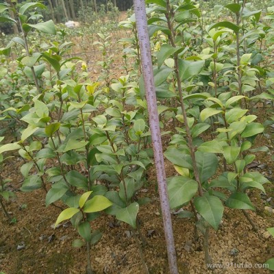 浩揚基地 茶花苗批發 精致茶花苗 易存活 茶花苗價格量大價優