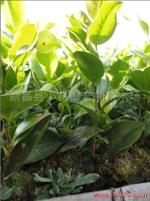 供應宏鼎苗木茶花苗 茶花小苗 茶花苗 2年苗