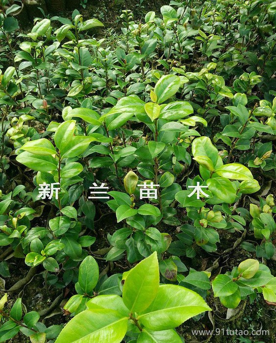 茶花苗 六角大紅茶花苗  貝拉茶花苗 室內(nèi)室外盆栽