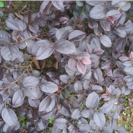 重慶渝逸苗木種植場批 紅繼木 重慶紅花繼木20-40CM  量大從優(yōu)歡迎選購