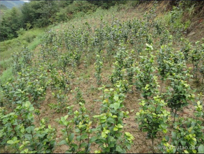 供應宏鼎苗木茶花苗 3年茶花苗