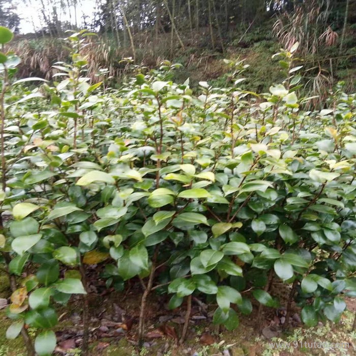 赤丹茶花苗  茶花盆栽 茶花苗五色赤丹苗 茶花1-2年苗