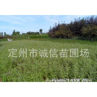 金葉蕕價格 金葉蕕批發 銷售河北金葉蕕 綠化苗木批發基地