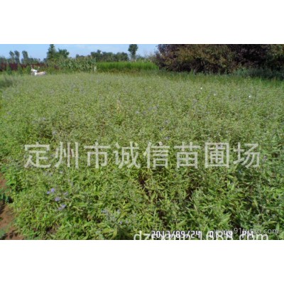 出售綠化苗木金葉蕕 定州苗圃各種銷售花灌木  苗木價格