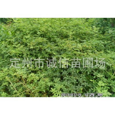 金葉蕕種植基地 金葉蕕價格 河北金葉蕕苗圃 棣棠 迎春 天目瓊花苗木價格