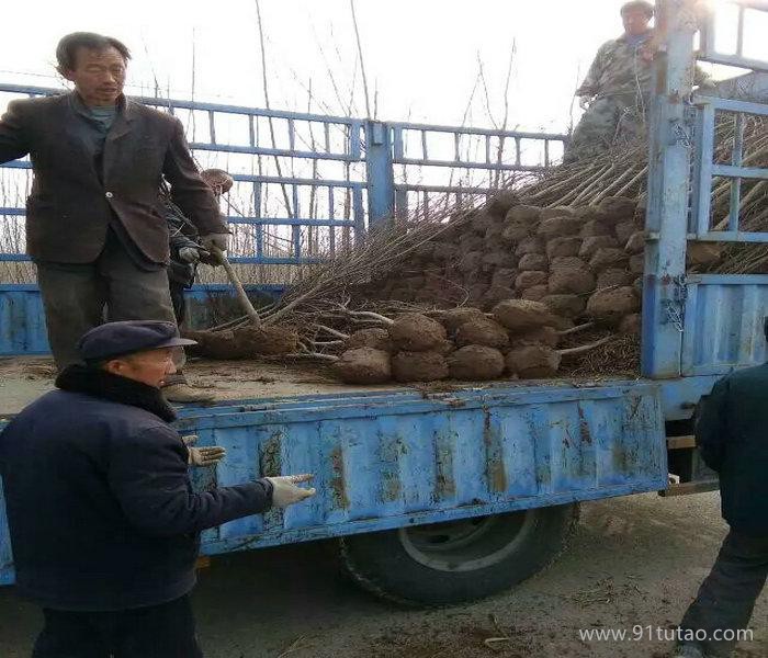 當前石榴樹、玉溪石榴樹苗出售