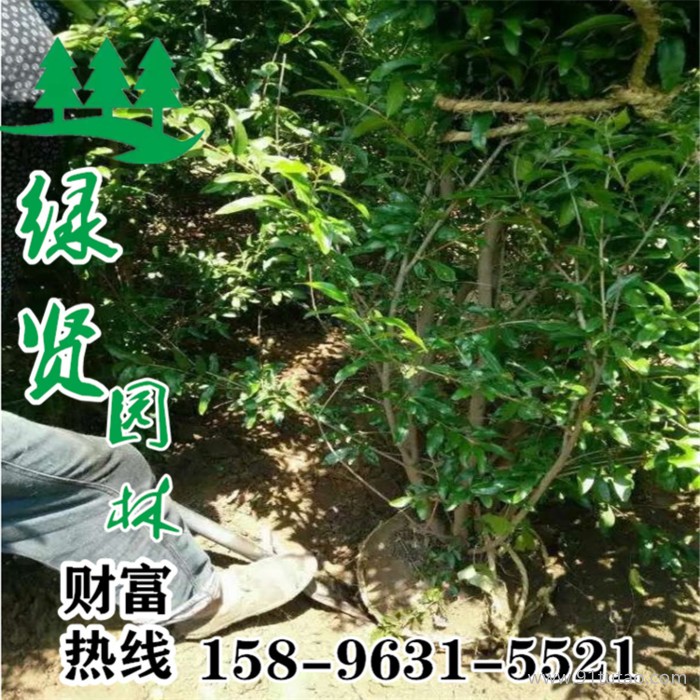 沭陽石榴樹基地熱銷3-7公分優質石榴樹  現場看貨 現挖現賣 大量現貨  低價直銷