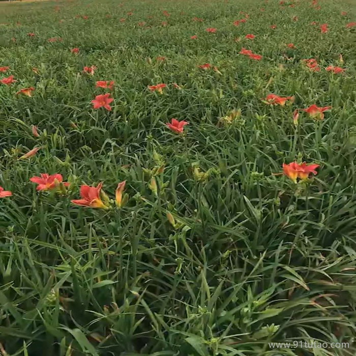 瑞豪 紅運(yùn)萱草 紅寶石萱草基地 紅寶石萱草種植基地 紅寶石萱草批發(fā) 紅寶石苗