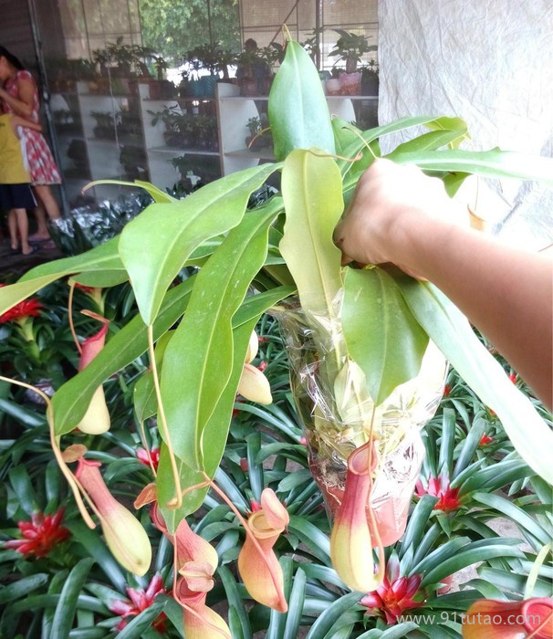 捕蟲小盆栽植物 豬籠草（三株）105#東星花場直銷