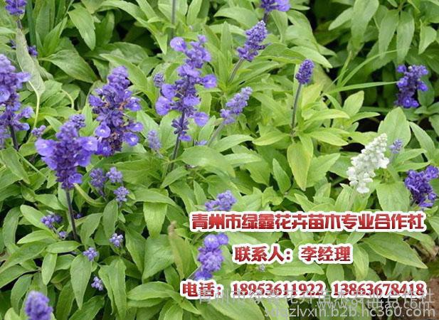 山東豬籠草花,綠化護(hù)欄批發(fā)，請找青州綠鑫