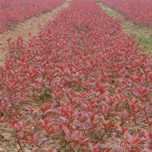 【新之圣苗木】 紅葉小檗苗 紅葉小檗苗報價 紅葉小檗苗批發 西安紅葉小檗苗苗圃