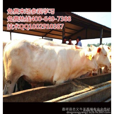 供應純種夏洛萊牛犢 夏洛萊牛價格