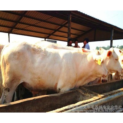 貴州夏洛萊牛價格.肉牛 夏洛萊牛小牛犢 質優價廉