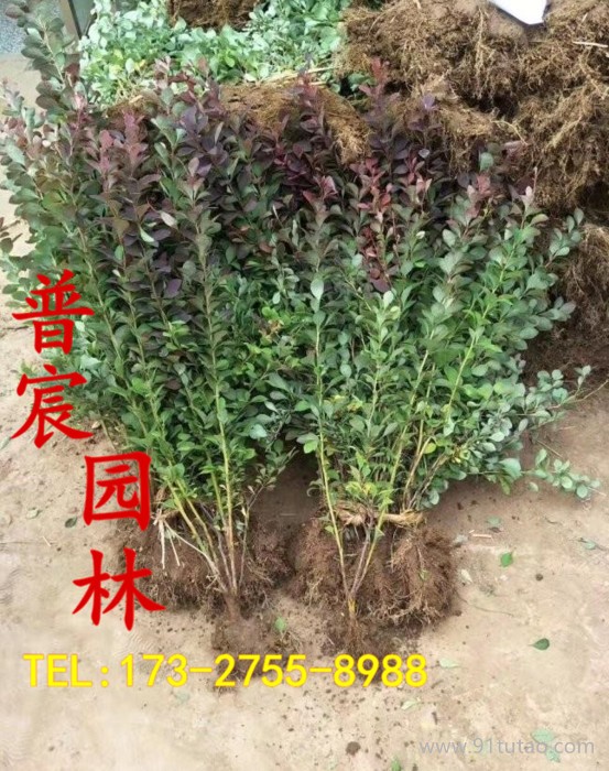 批發紅葉小檗 紅葉小檗報價 紅葉小檗苗圃直銷 紅葉小檗基地