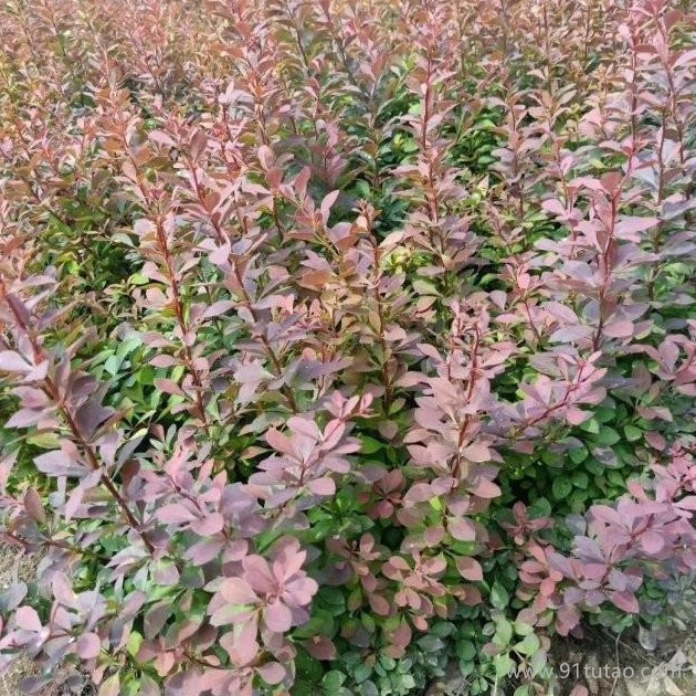 九臺紅葉小檗苗種植基地 紅葉小檗苗價格 紅葉小檗苗批發 30-50公分紅葉小檗苗