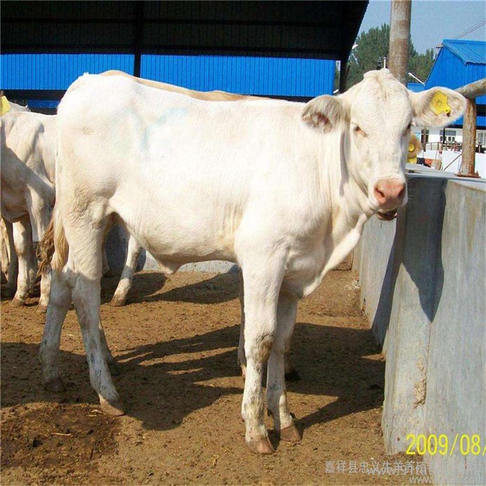 晟成牧業 夏洛萊肉牛養殖養殖場在菏澤鄆城