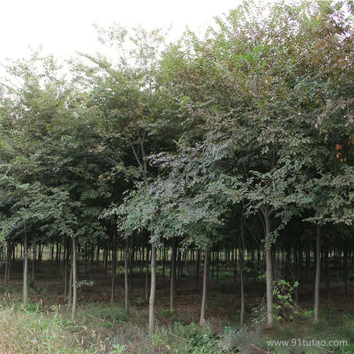 基地直銷櫸樹小苗 綠化苗木 優質紅櫸樹苗 街道庭陰風景樹大葉櫸 櫸樹價格