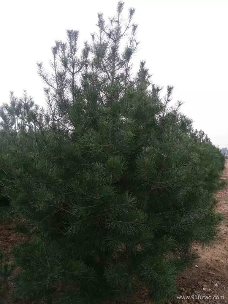 洛陽崇明花木生態園  白皮松種植基地  精品3.5m白皮松