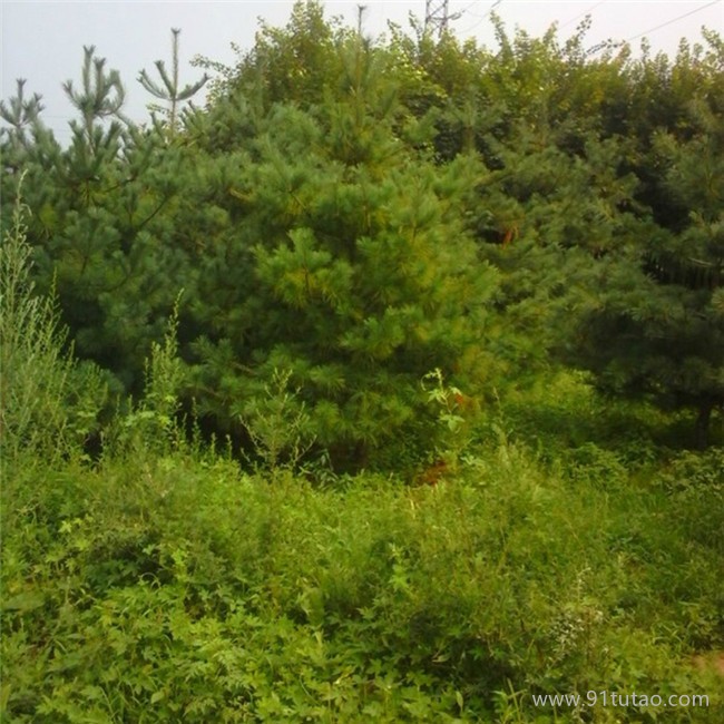 白皮松基地直銷發貨 采購白皮松 白皮松價格 景松園林 基地直銷