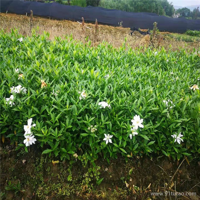 福建四季桂小苗價格