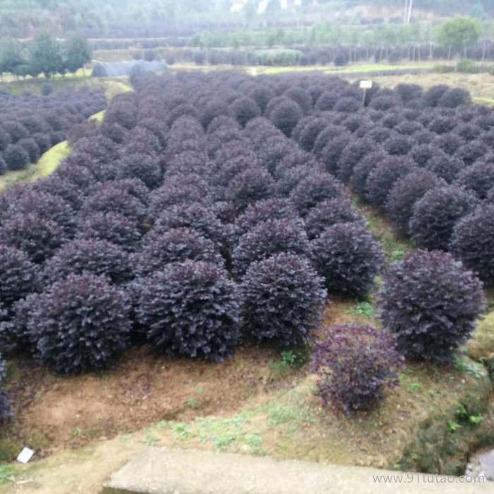 豐花月季花苗 綠化苗木  苗木  廠家直銷【豐花月季花苗、月季花的價格及批發、基地】