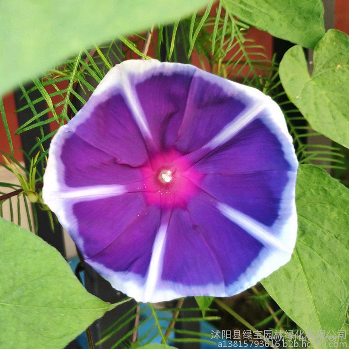 四季開花易種牽牛花種子草花室外春播花種籽子庭院花卉耐寒花籽