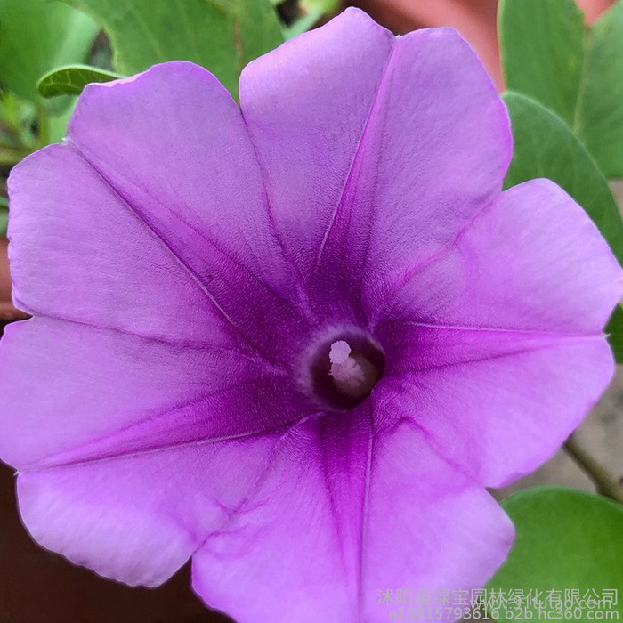 批發優質草本花卉種子牽牛花種子 觀賞植物 觀花花海 易種植