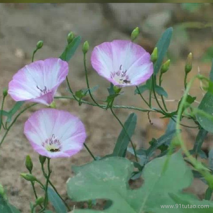 洪業  牽牛花  牽?；ㄅl  花卉培育基地  牽牛花植株  花壇填充花種