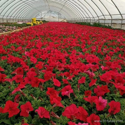 牽牛 苗木基地 花海工程批發 綠化工程 牽牛花