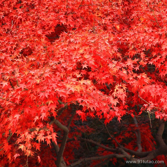 農(nóng)戶直銷 5-15公分日本紅楓價格 批發(fā)優(yōu)質(zhì)日本紅楓