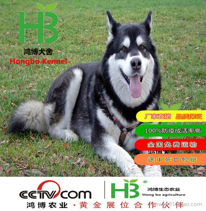 巨熊阿拉斯加幼犬銷售價格 熊版阿拉斯加出售 山東省阿拉斯加養(yǎng)殖