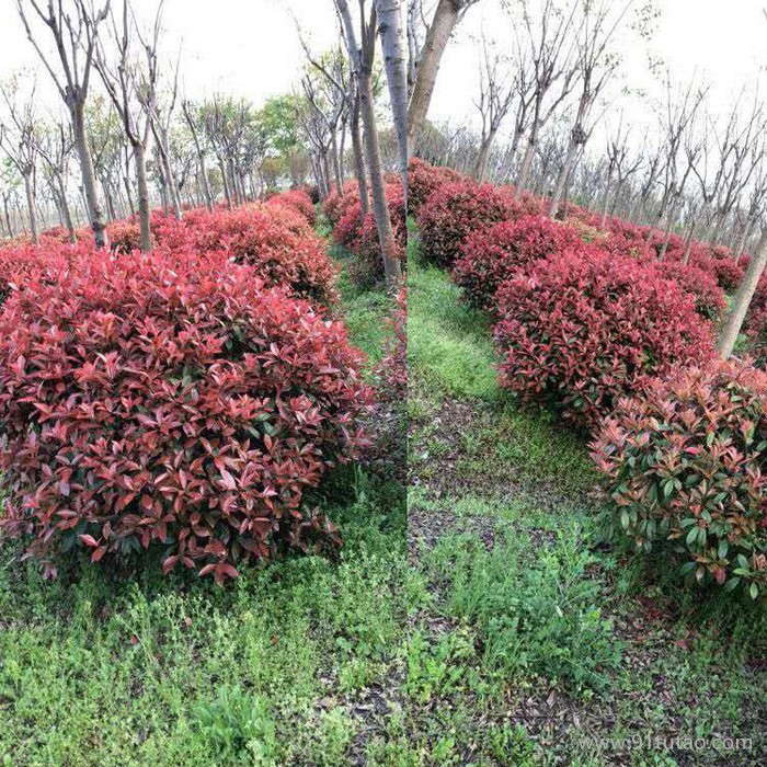 【新之圣苗木】 紅葉石楠球 紅葉石楠球報價 紅葉石楠球批發 西安紅葉石楠球種植基地