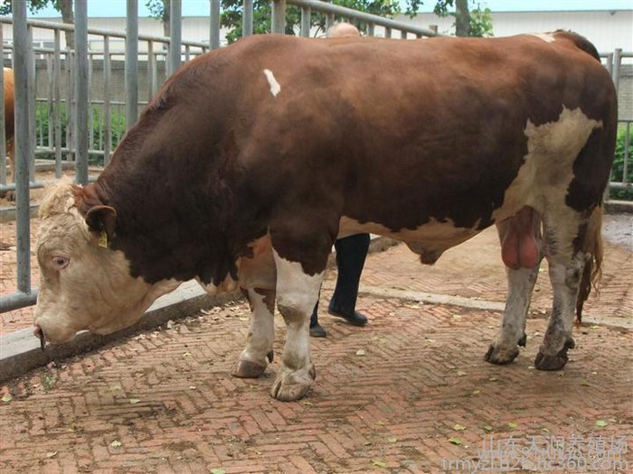 中國養牛網 專業養肉牛場 優質肉牛苗