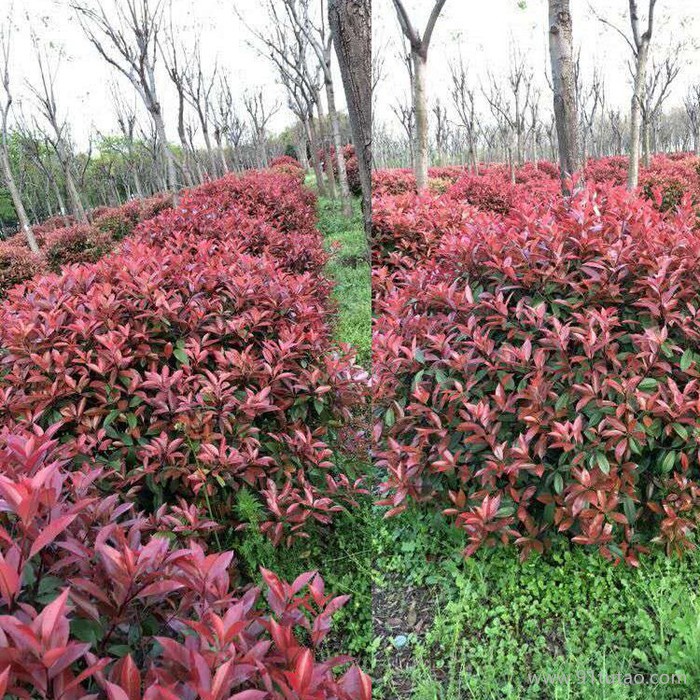 紅葉石楠球 紅葉石楠球基地 紅葉石楠球種植基地 紅葉石楠球苗