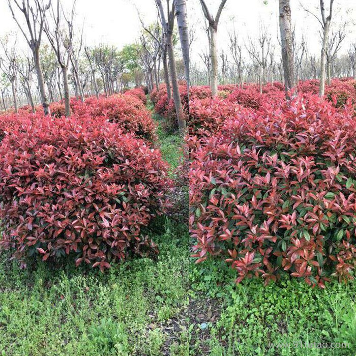 【新之圣苗木】 紅葉石楠小苗 紅葉石楠小苗價格 紅葉石楠小苗批發 寧波紅葉石楠小苗基地