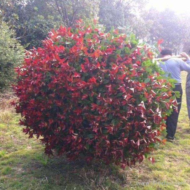 【新之圣苗木】 紅葉石楠樹苗 紅葉石楠樹苗報價 紅葉石楠樹苗批發 成都紅葉石楠樹苗基地