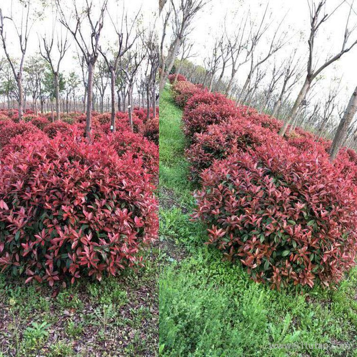 紅葉石楠球 紅葉石楠球基地 紅葉石楠球種植基地 紅葉石楠球批發(fā) 批發(fā)紅葉石楠球