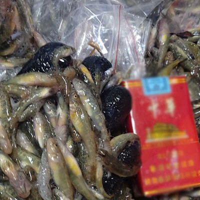 大量收購死魚死蝦各種水產(chǎn) 飼料廠回收死魚 死魚回收價(jià)格